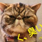 更年期のホットフラッシュによる臭い汗のニオイは「Deol<デオル>シャツ」で急速分解消臭対策を!